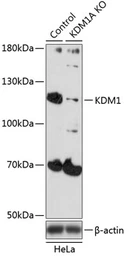 Anti-LSD1 antibody used in Western Blot (WB). GTX54328