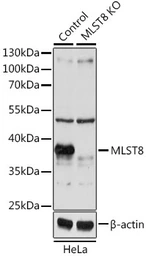 Anti-mLST8 / GBL antibody used in Western Blot (WB). GTX54345
