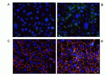 Anti-MARVELD2 antibody used in Immunocytochemistry/ Immunofluorescence (ICC/IF). GTX54515