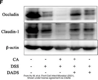 Anti-Claudin 1 antibody used in Western Blot (WB). GTX54539