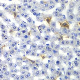 Anti-NR0B2 antibody used in IHC (Paraffin sections) (IHC-P). GTX54598