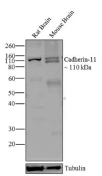 Anti-CDH11 antibody [5B2H5] used in Western Blot (WB). GTX54742