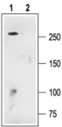 Anti-Cav1.3 antibody used in Western Blot (WB). GTX54755