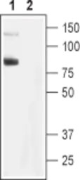 Anti-TRPC6 antibody used in Western Blot (WB). GTX54757