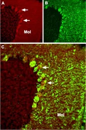 Anti-TRPC4 antibody used in IHC (Frozen sections) (IHC-Fr). GTX54758