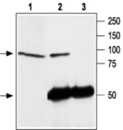 Anti-TRPC4 antibody used in Immunoprecipitation (IP). GTX54758