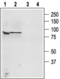 Anti-TRPC4 antibody used in Western Blot (WB). GTX54758