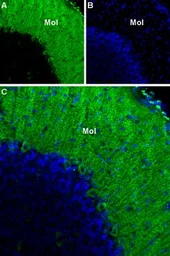 Anti-CACNA1G antibody used in IHC (Frozen sections) (IHC-Fr). GTX54760