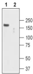 Anti-TRPC2 antibody used in Western Blot (WB). GTX54761