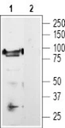 Anti-VR1/ TRPV1 antibody used in Western Blot (WB). GTX54762