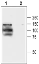 Anti-VR1/ TRPV1 antibody used in Western Blot (WB). GTX54762