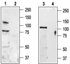 Anti-TRPV3 antibody used in Western Blot (WB). GTX54763