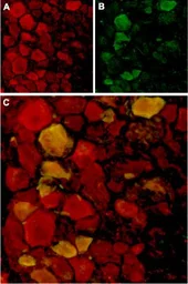 Anti-TRPV4 antibody used in IHC (Frozen sections) (IHC-Fr). GTX54764