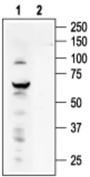 Anti-TRPV4 antibody used in Western Blot (WB). GTX54764