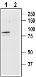 Anti-TRPV4 antibody used in Western Blot (WB). GTX54764