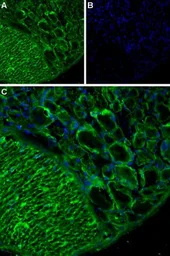 Anti-TRPA1 antibody used in IHC (Frozen sections) (IHC-Fr). GTX54765