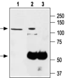 Anti-TRPA1 antibody used in Immunoprecipitation (IP). GTX54765