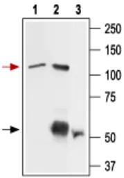 Anti-VRL1 antibody used in Immunoprecipitation (IP). GTX54766