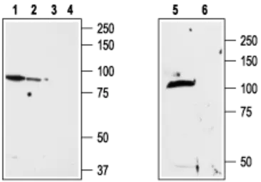 Anti-VRL1 antibody used in Western Blot (WB). GTX54766