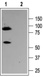 Anti-Kv7.3 / KCNQ3 antibody used in Western Blot (WB). GTX54782