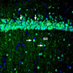 Anti-Kv7.3 / KCNQ3 antibody used in IHC (Frozen sections) (IHC-Fr). GTX54782