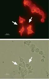 Anti-Kv11.1 antibody used in Immunocytochemistry/ Immunofluorescence (ICC/IF). GTX54785