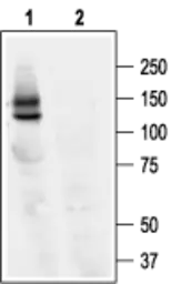 Anti-Kv11.1 antibody used in Western Blot (WB). GTX54785