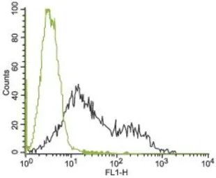 Anti-Kv11.1 antibody used in Flow cytometry (FACS). GTX54789