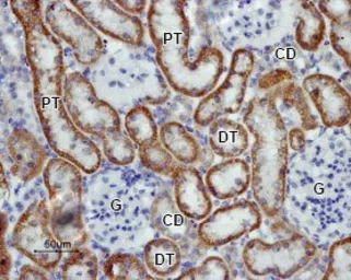 Anti-Kir5.1 antibody used in IHC (Paraffin sections) (IHC-P). GTX54791