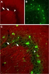 Anti-Nav1.2 antibody used in IHC (Frozen sections) (IHC-Fr). GTX54797