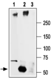 Anti-Nav1.2 antibody used in Immunoprecipitation (IP). GTX54797