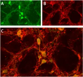 Anti-ASIC1 antibody used in IHC (Frozen sections) (IHC-Fr). GTX54804