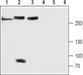 Anti-NALCN antibody used in Western Blot (WB). GTX54808