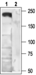 Anti-Cav2.2 antibody used in Western Blot (WB). GTX54812