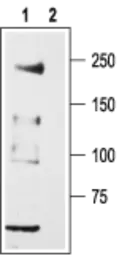 Anti-Cav3.2 antibody used in Western Blot (WB). GTX54813