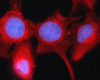 Anti-Connexin 43 antibody used in Immunocytochemistry/ Immunofluorescence (ICC/IF). GTX54818