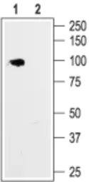 Anti-HCN1 antibody used in Western Blot (WB). GTX54823