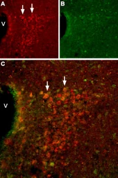 Anti-HCN2 antibody used in IHC (Frozen sections) (IHC-Fr). GTX54824