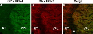 Anti-HCN2 antibody used in IHC (Frozen sections) (IHC-Fr). GTX54824