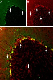 Anti-Kv1.2 antibody used in IHC (Frozen sections) (IHC-Fr). GTX54835