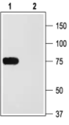 Anti-Kv1.2 antibody used in Western Blot (WB). GTX54835