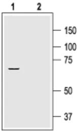 Anti-Kv1.2 antibody used in Western Blot (WB). GTX54835