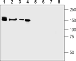 Anti-Neurexin 3 antibody used in Western Blot (WB). GTX54846