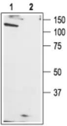 Anti-TRPC1 antibody used in Western Blot (WB). GTX54859