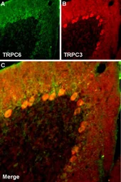 Anti-TRPC3 antibody used in IHC (Frozen sections) (IHC-Fr). GTX54860