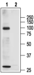 Anti-TRPC3 antibody used in Western Blot (WB). GTX54860