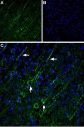 Anti-TRPC5 antibody used in IHC (Frozen sections) (IHC-Fr). GTX54861