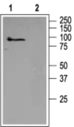 Anti-TRPC5 antibody used in Western Blot (WB). GTX54861