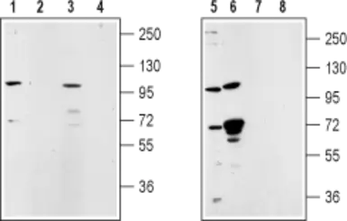 Anti-TRPM5 antibody used in Western Blot (WB). GTX54864