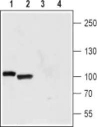 Anti-Polycystin 2 antibody used in Western Blot (WB). GTX54867